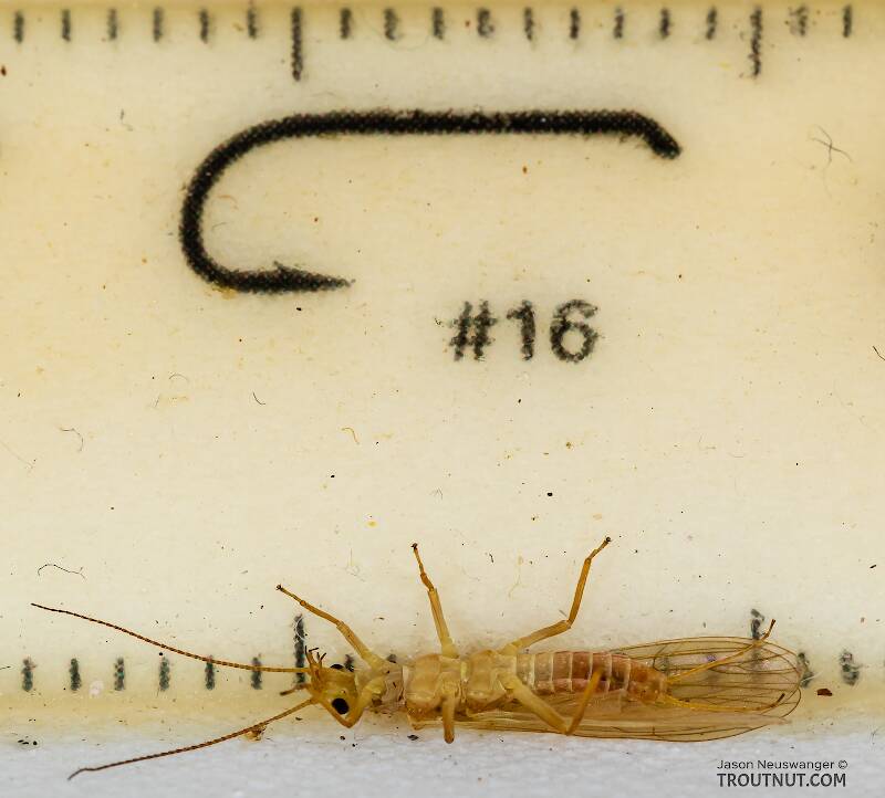 Ruler view of a Female Isoperla fusca (Perlodidae) (Yellow Sally) Stonefly Adult from the Yakima River in Washington The smallest ruler marks are 1 mm.