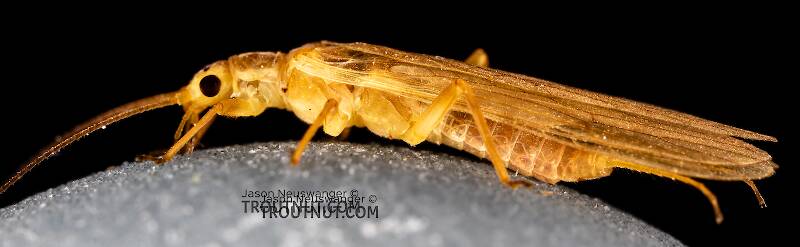 Female Isoperla fusca (Perlodidae) (Yellow Sally) Stonefly Adult from the Yakima River in Washington