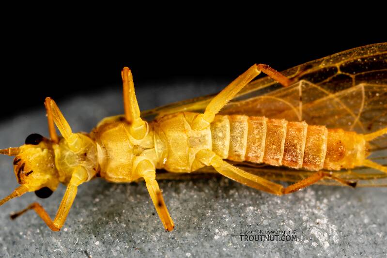 Ventral view of a Female Isoperla fusca (Perlodidae) (Yellow Sally) Stonefly Adult from the Yakima River in Washington