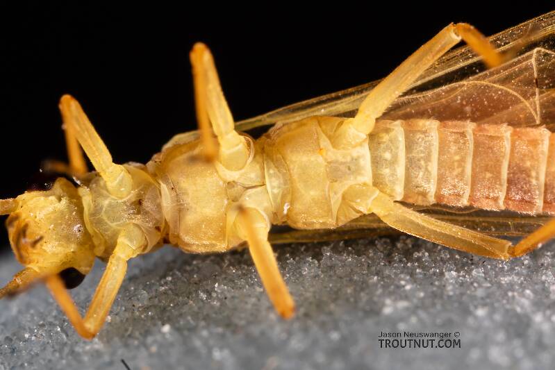 Female Isoperla fusca (Perlodidae) (Yellow Sally) Stonefly Adult from the Yakima River in Washington