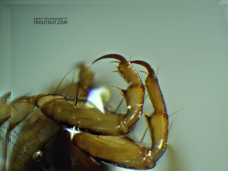 Tibial spurs.

Brachycentrus americanus (Brachycentridae) (American Grannom) Caddisfly Larva from the Yakima River in Washington