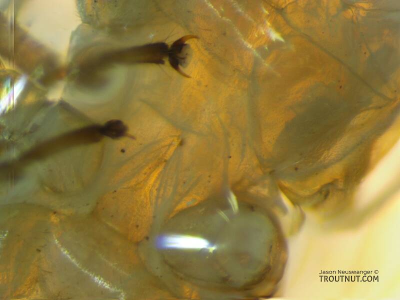 Mesobasisternum

Female Isoperla fusca (Perlodidae) (Yellow Sally) Stonefly Adult from the Yakima River in Washington
