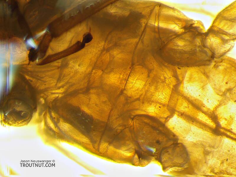 Metabasisternum, backlit

Female Isoperla fusca (Perlodidae) (Yellow Sally) Stonefly Adult from the Yakima River in Washington