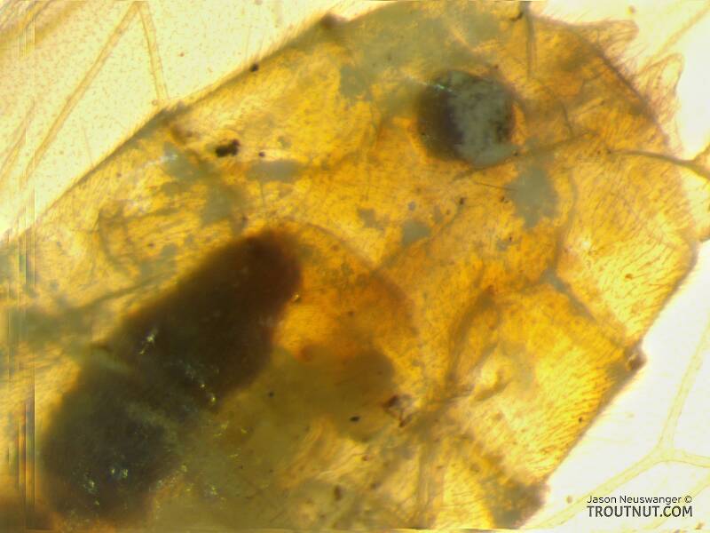 Female terminalia, backlit

Female Isoperla fusca (Perlodidae) (Yellow Sally) Stonefly Adult from the Yakima River in Washington