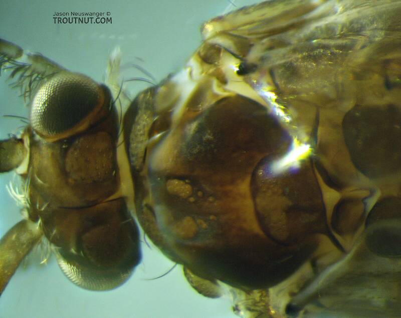 The large warts on the back of the head, between the eyes, are partly diagnostic of this family.

Female Helicopsyche borealis (Helicopsychidae) (Speckled Peter) Caddisfly Adult from the Henry's Fork of the Snake River in Idaho