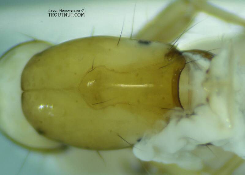 Some goo (to use the technical term) leaked out the mouth of this one during preservation in alcohol, making it hard to get a perfectly unobscured view of the head under the microscope.

Dolophilodes (Philopotamidae) (Medium Evening Sedge) Caddisfly Larva from the East Fork Big Lost River in Idaho