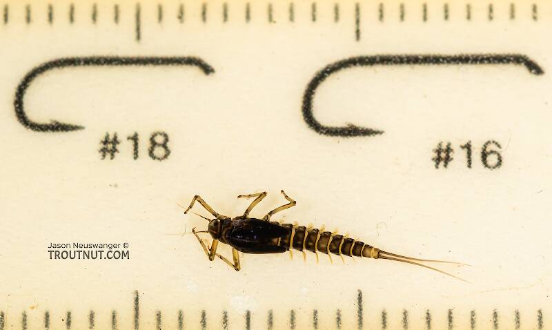 Ruler view of a Female Baetis tricaudatus (Baetidae) (Blue-Winged Olive) Mayfly Nymph from the Yakima River in Washington The smallest ruler marks are 1 mm.