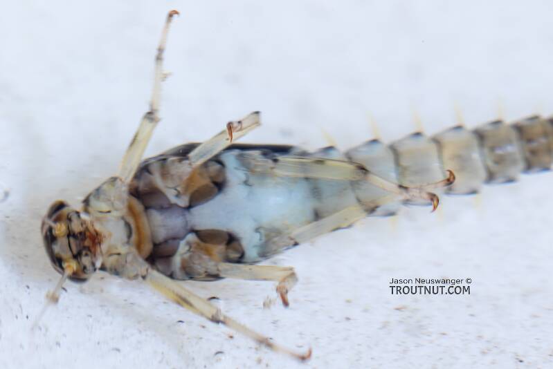 Male Baetis tricaudatus (Baetidae) (Blue-Winged Olive) Mayfly Nymph from the Yakima River in Washington