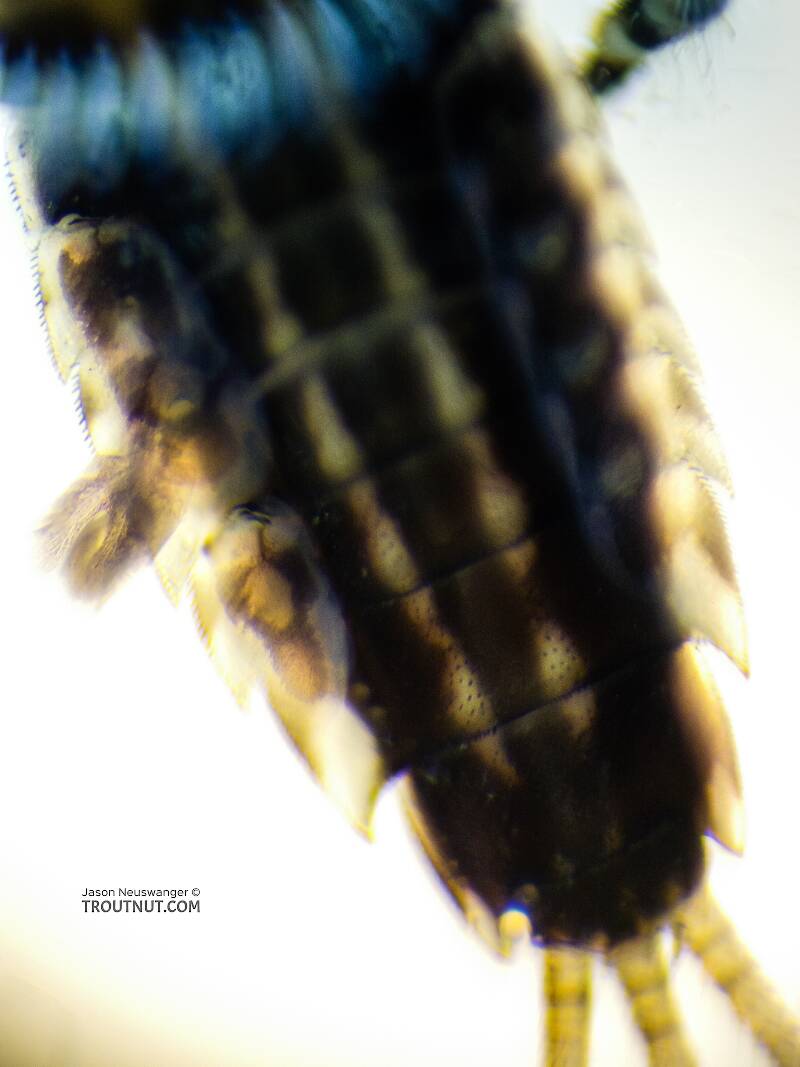 Ephemerella excrucians (Ephemerellidae) (Pale Morning Dun) Mayfly Nymph from the Yakima River in Washington