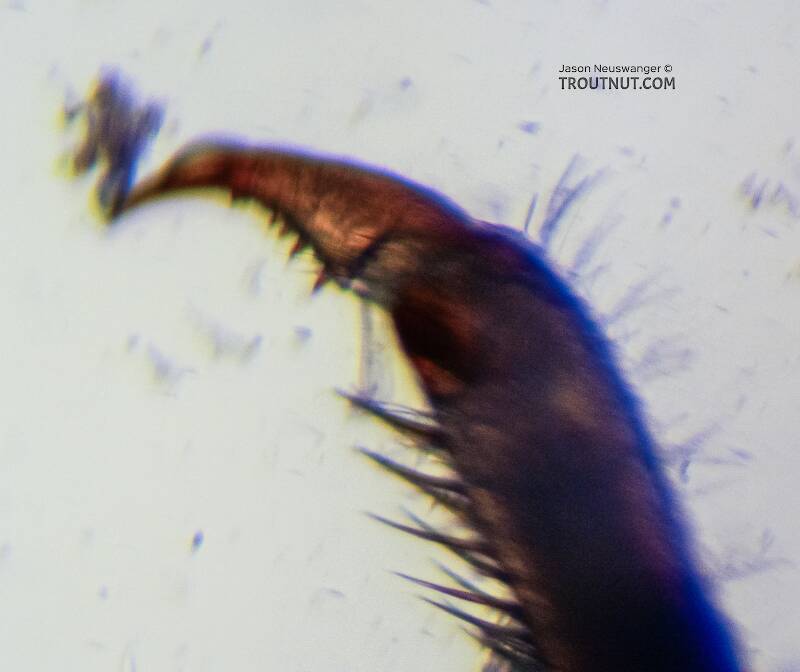 Fairly poor closeup photo of a tarsal claw

Ephemerella excrucians (Ephemerellidae) (Pale Morning Dun) Mayfly Nymph from the Yakima River in Washington