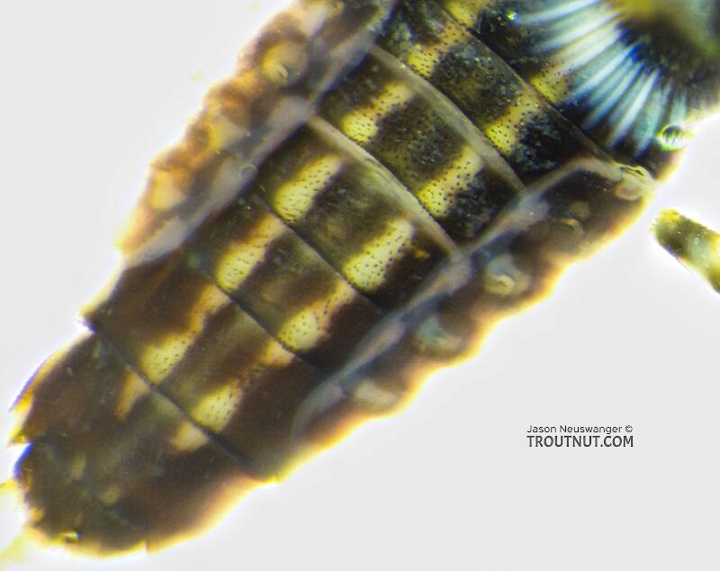 Total lack of spines/tubercles on the abdominal segments

Ephemerella excrucians (Ephemerellidae) (Pale Morning Dun) Mayfly Nymph from the Yakima River in Washington