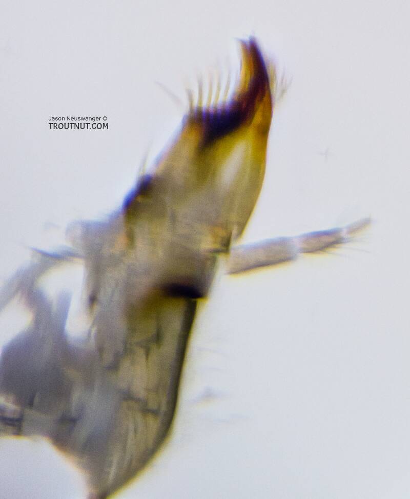 Maxilla closeup

Ephemerella excrucians (Ephemerellidae) (Pale Morning Dun) Mayfly Nymph from the Yakima River in Washington