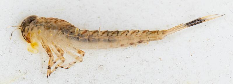 Lateral view of a Ameletus vernalis (Ameletidae) (Brown Dun) Mayfly Nymph from the Yakima River in Washington