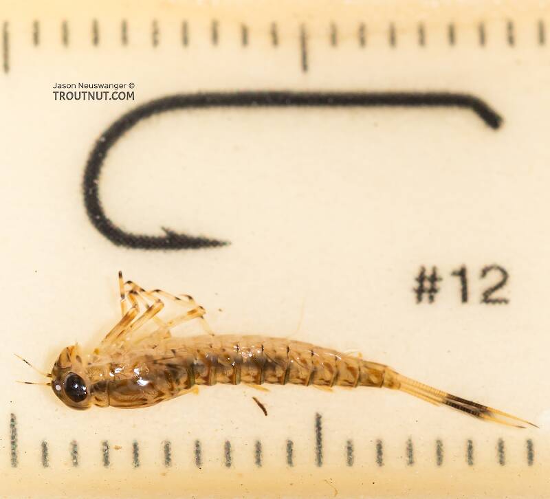 Ruler view of a Ameletus vernalis (Ameletidae) (Brown Dun) Mayfly Nymph from the Yakima River in Washington The smallest ruler marks are 1 mm.