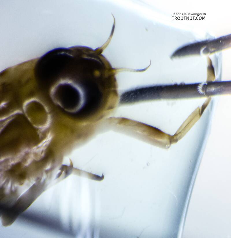 Ameletus vernalis (Ameletidae) (Brown Dun) Mayfly Nymph from the Yakima River in Washington