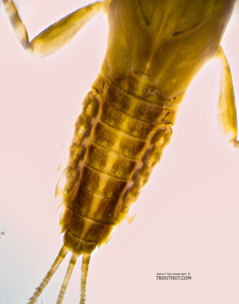 Ephemerella excrucians (Ephemerellidae) (Pale Morning Dun) Mayfly Nymph from the Yakima River in Washington