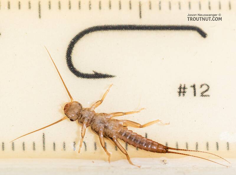 Ruler view of a Isoperla fusca (Perlodidae) (Yellow Sally) Stonefly Nymph from the Yakima River in Washington The smallest ruler marks are 1 mm.