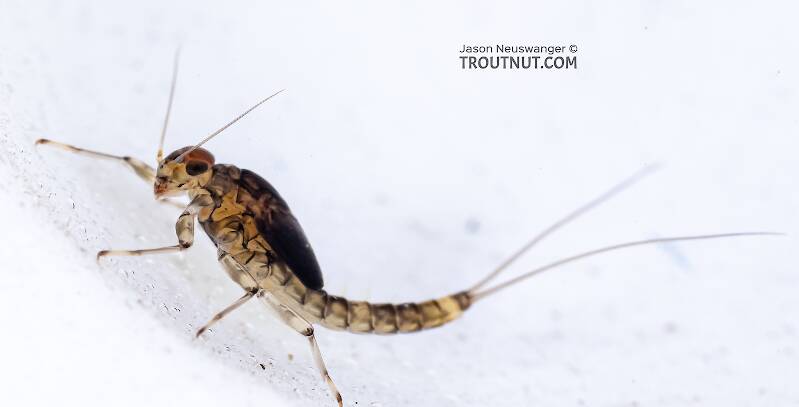 Lateral view of a Male Baetis bicaudatus (Baetidae) (BWO) Mayfly Nymph from Holder Creek in Washington