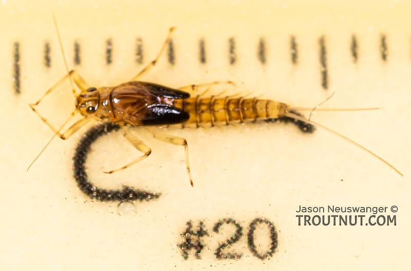 Ruler view of a Female Baetis bicaudatus (Baetidae) (BWO) Mayfly Nymph from Holder Creek in Washington The smallest ruler marks are 1 mm.