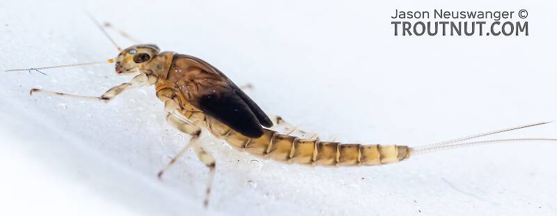 Female Baetis bicaudatus (Baetidae) (BWO) Mayfly Nymph from Holder Creek in Washington