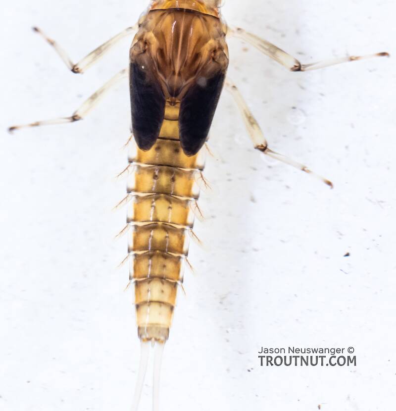 Female Baetis bicaudatus (Baetidae) (BWO) Mayfly Nymph from Holder Creek in Washington