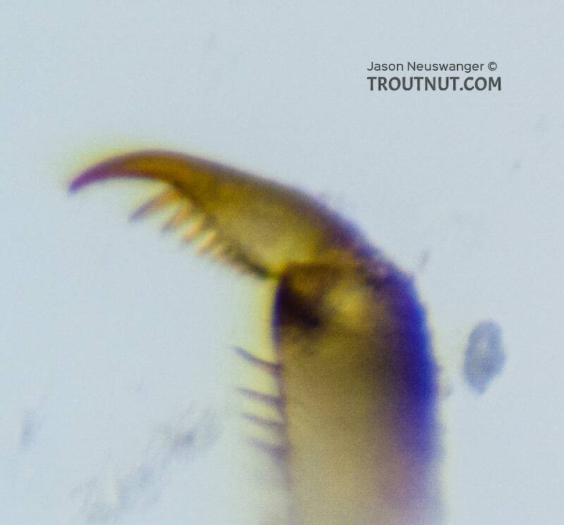 Closeup of a tarsal claw

Female Baetis bicaudatus (Baetidae) (BWO) Mayfly Nymph from Holder Creek in Washington
