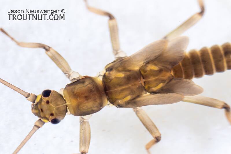 Taenionema (Taeniopterygidae) (Willowfly) Stonefly Nymph from Holder Creek in Washington