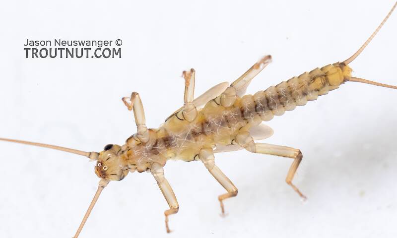 Ventral view of a Taenionema (Taeniopterygidae) (Willowfly) Stonefly Nymph from Holder Creek in Washington
