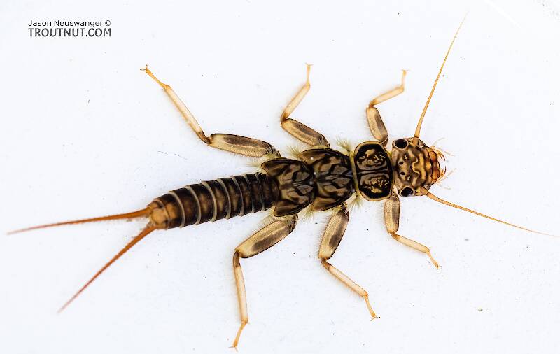 Dorsal view of a Calineuria californica (Perlidae) (Golden Stone) Stonefly Nymph from Holder Creek in Washington