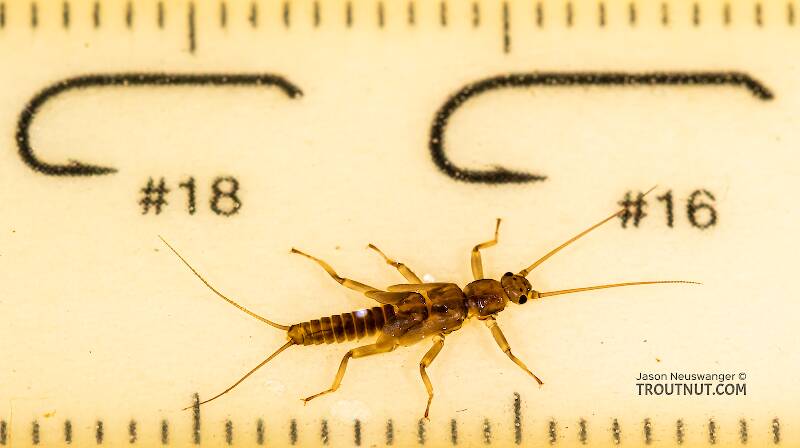 Ruler view of a Taenionema (Taeniopterygidae) (Willowfly) Stonefly Nymph from Holder Creek in Washington The smallest ruler marks are 1 mm.