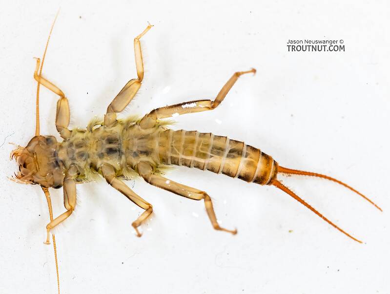 Ventral view of a Calineuria californica (Perlidae) (Golden Stone) Stonefly Nymph from Holder Creek in Washington