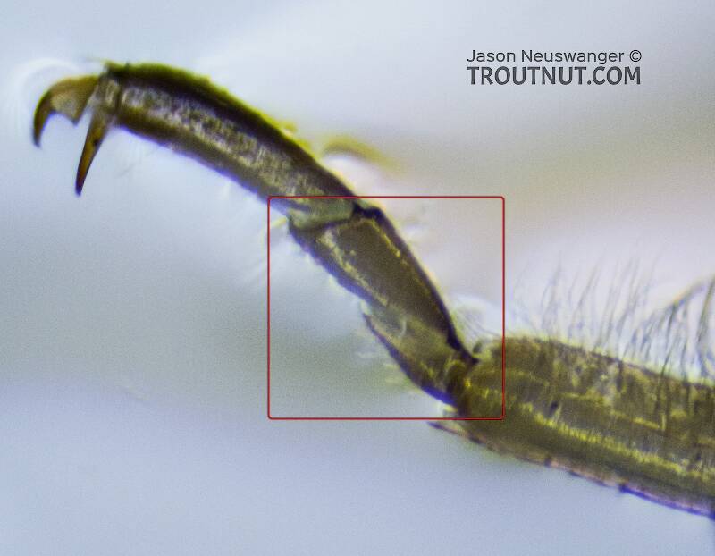 Hind tarsus. The second segment is longer than the first, ruling out the most obvious guess at this one's family (Nemouridae) and pointing instead to the correct ID of Taeniopterygidae.

Taenionema (Taeniopterygidae) (Willowfly) Stonefly Nymph from Holder Creek in Washington