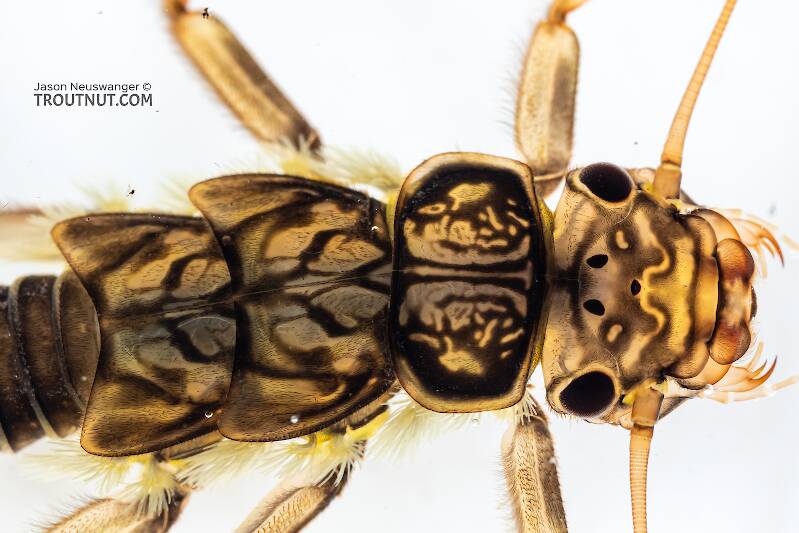Calineuria californica (Perlidae) (Golden Stone) Stonefly Nymph from Holder Creek in Washington
