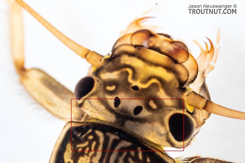 The transverse row of spinules on the occiput (little spikes along the back of the head) is an identifying characteristic clearly visible here. This row is "irregular" and "sinuate."

Calineuria californica (Perlidae) (Golden Stone) Stonefly Nymph from Holder Creek in Washington