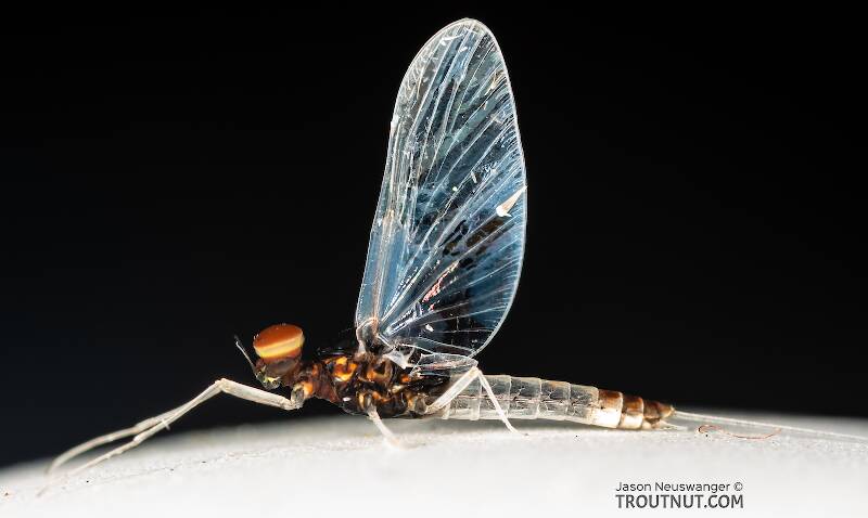 Lateral view of a Male Acerpenna pygmaea (Baetidae) (Tiny Blue-Winged Olive) Mayfly Spinner from the Teal River in Wisconsin
