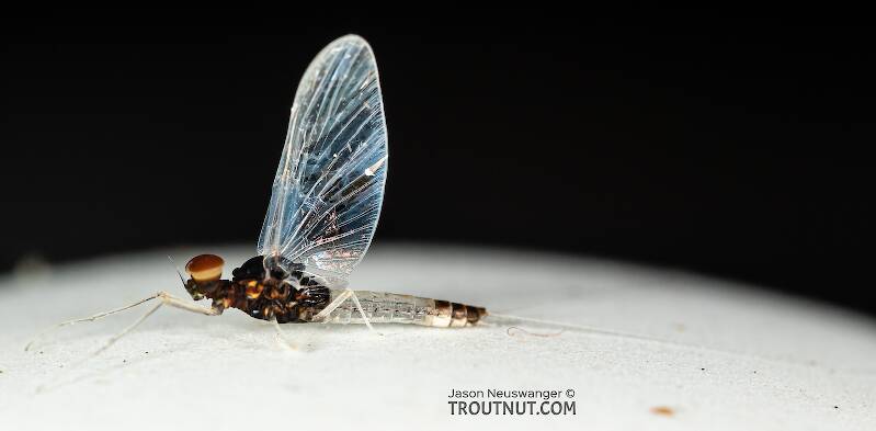 Lateral view of a Male Acerpenna pygmaea (Baetidae) (Tiny Blue-Winged Olive) Mayfly Spinner from the Teal River in Wisconsin
