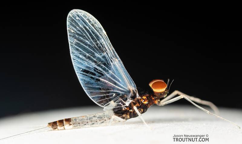 Male Acerpenna pygmaea (Baetidae) (Tiny Blue-Winged Olive) Mayfly Spinner from the Teal River in Wisconsin