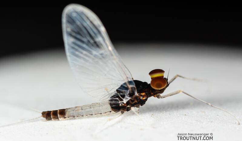 Male Acerpenna pygmaea (Baetidae) (Tiny Blue-Winged Olive) Mayfly Spinner from the Teal River in Wisconsin