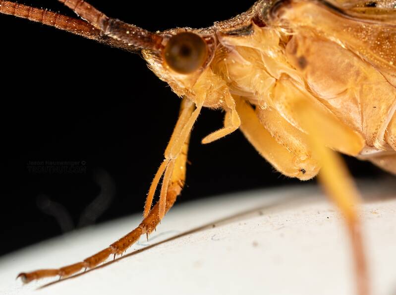 Male Nemotaulius hostilis (Limnephilidae) (Northern Caddisfly) Caddisfly Adult from the Teal River in Wisconsin