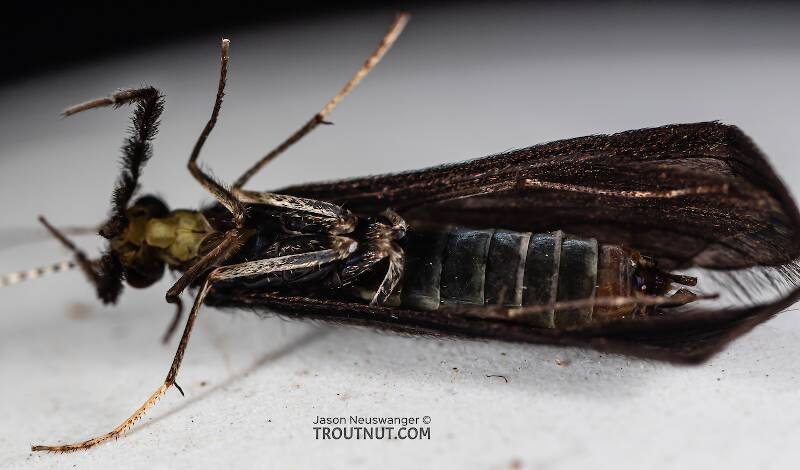 Ventral view of a Male Mystacides (Leptoceridae) (Black Dancer) Caddisfly Adult from the Namekagon River in Wisconsin