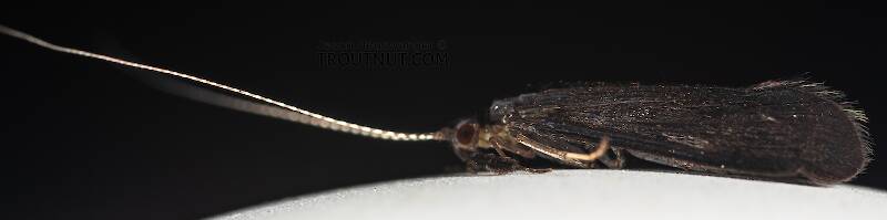 Male Mystacides (Leptoceridae) (Black Dancer) Caddisfly Adult from the Namekagon River in Wisconsin