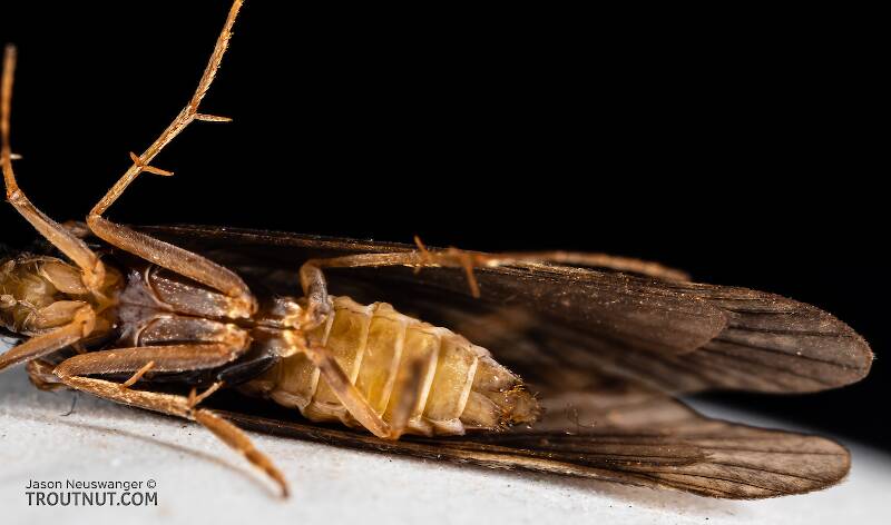 Female Cheumatopsyche (Hydropsychidae) (Little Sister Sedge) Caddisfly Adult from the Namekagon River in Wisconsin