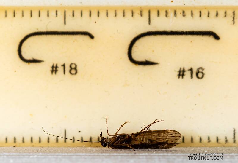 Ruler view of a Female Cheumatopsyche (Hydropsychidae) (Little Sister Sedge) Caddisfly Adult from the Namekagon River in Wisconsin The smallest ruler marks are 1 mm.