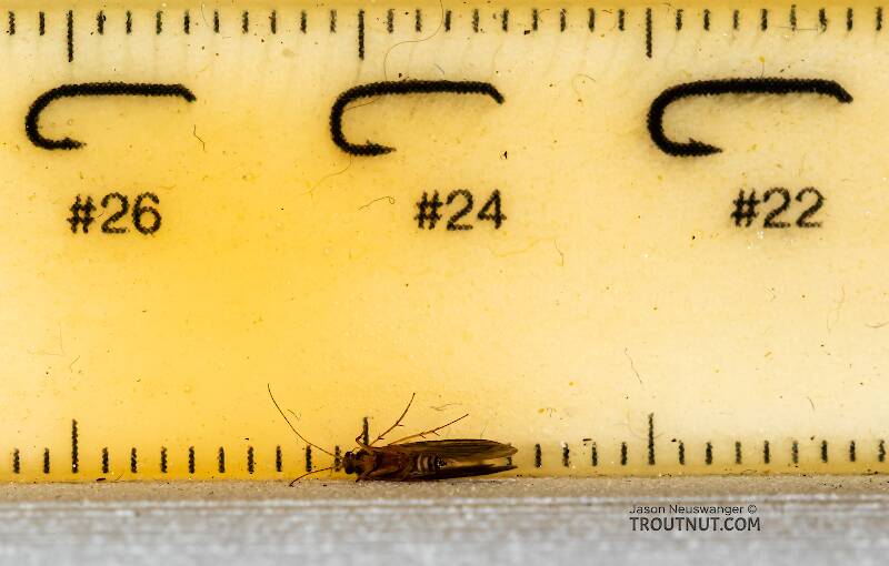 Ruler view of a Male Dibusa angata (Hydroptilidae) (Microcaddis) Caddisfly Adult from the Namekagon River in Wisconsin The smallest ruler marks are 1 mm.