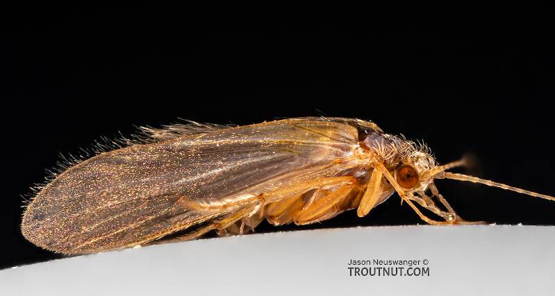 Male Dibusa angata (Microcaddis) Caddisfly Adult