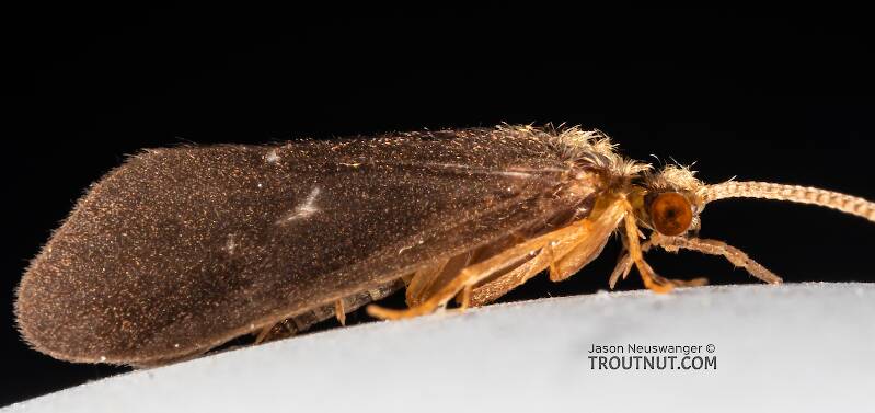 Nyctiophylax affinis (Polycentropodidae) (Dinky Light Summer Sedge) Caddisfly Adult from the Teal River in Wisconsin