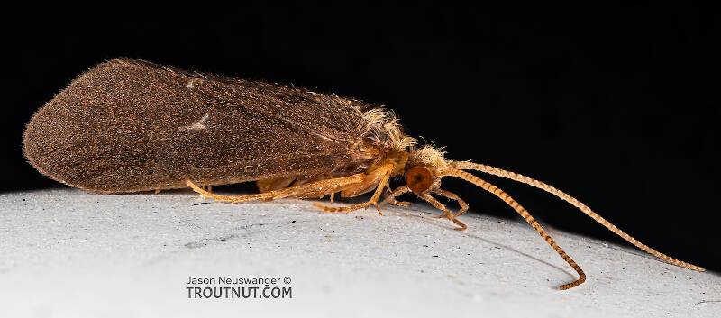 Lateral view of a Nyctiophylax affinis (Polycentropodidae) (Dinky Light Summer Sedge) Caddisfly Adult from the Teal River in Wisconsin