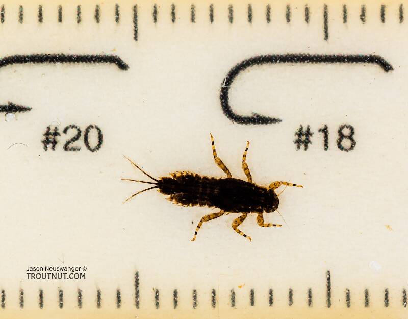 Ruler view of a Eurylophella (Ephemerellidae) (Chocolate Dun) Mayfly Nymph from the Namekagon River in Wisconsin The smallest ruler marks are 1 mm.