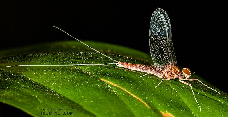 Artistic view of a Male Callibaetis (Baetidae) (Speckled Dun) Mayfly Spinner from the Teal River in Wisconsin