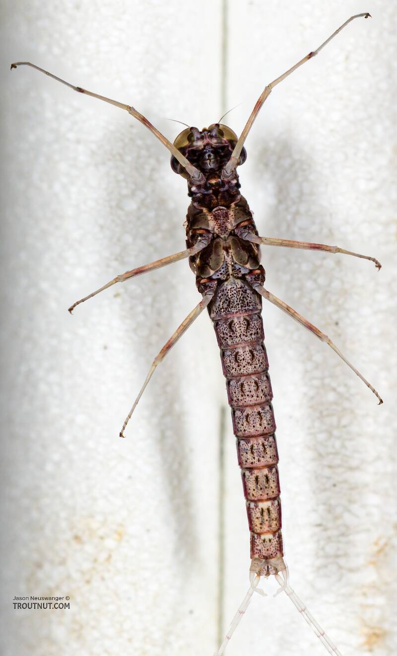 Ventral view of a Male Callibaetis (Baetidae) (Speckled Dun) Mayfly Spinner from the Teal River in Wisconsin